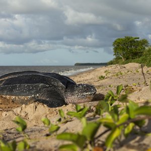 costa rica tortue