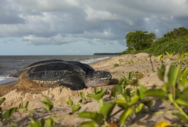 costa rica tortue