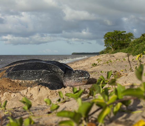 costa rica tortue