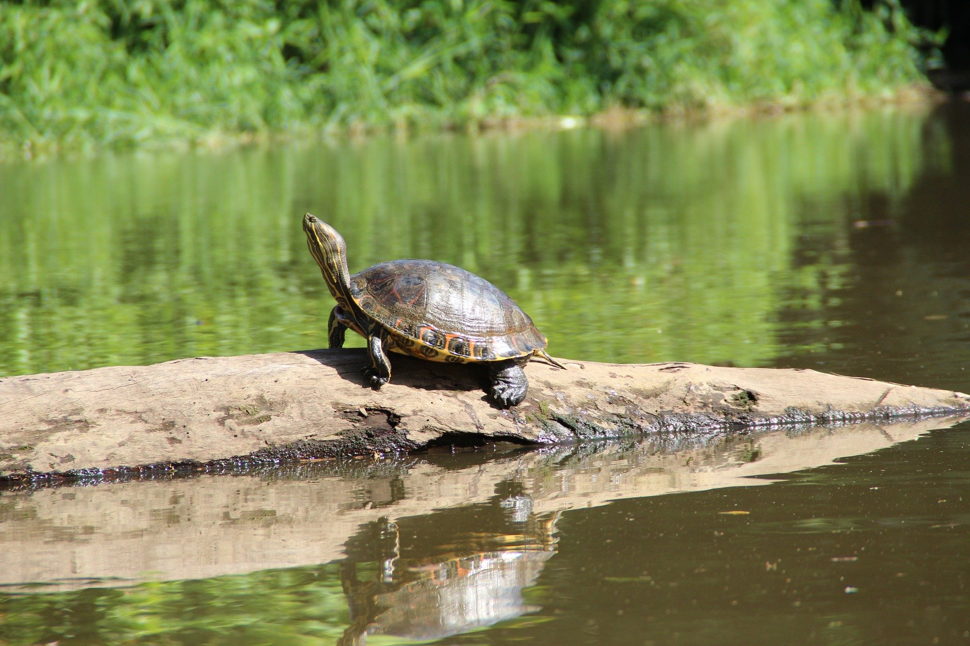 costa rica tortue