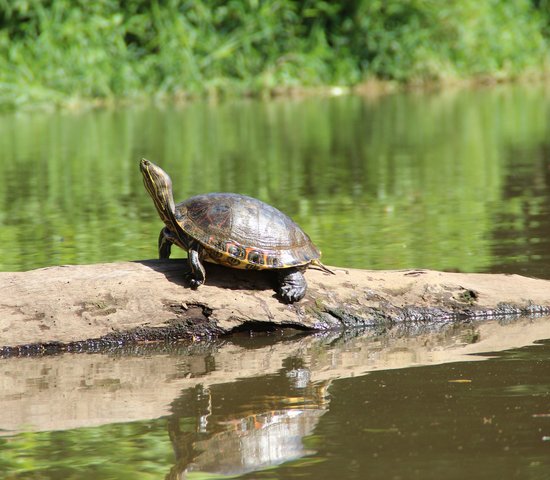 costa rica tortue