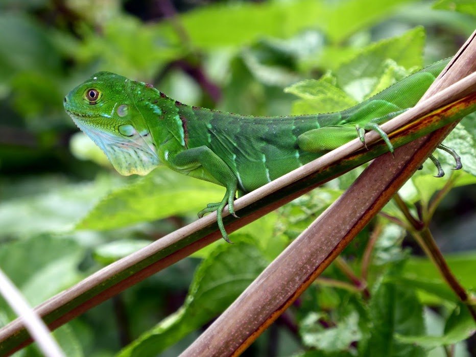 costa rica