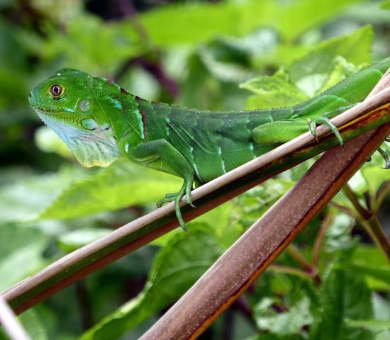 costa rica