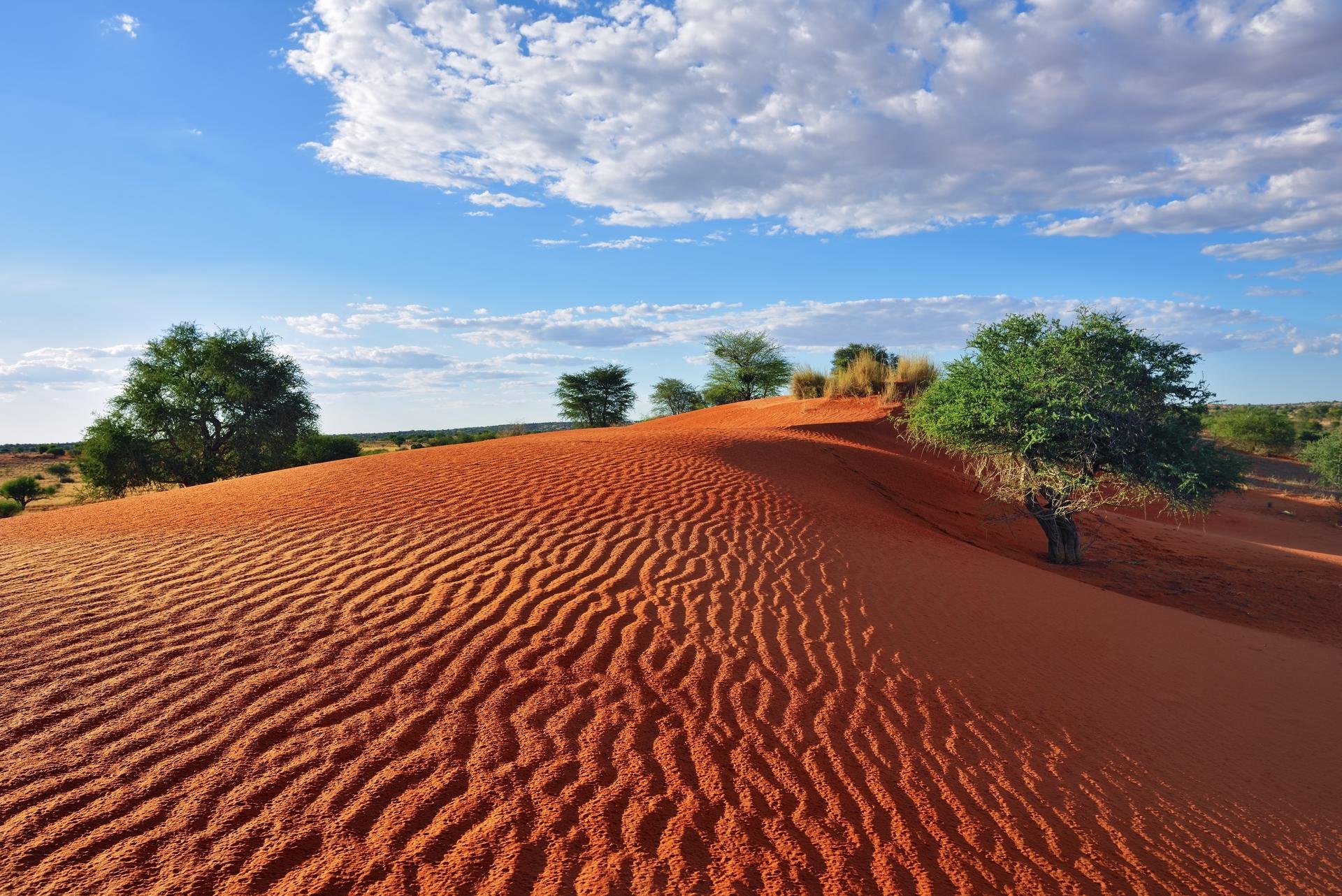 Désert du Kalahari   Namibie