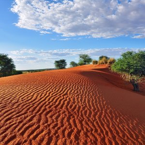 Désert du Kalahari   Namibie