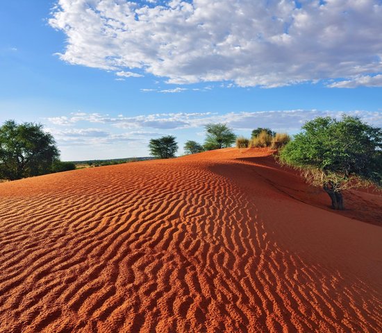 Désert du Kalahari   Namibie