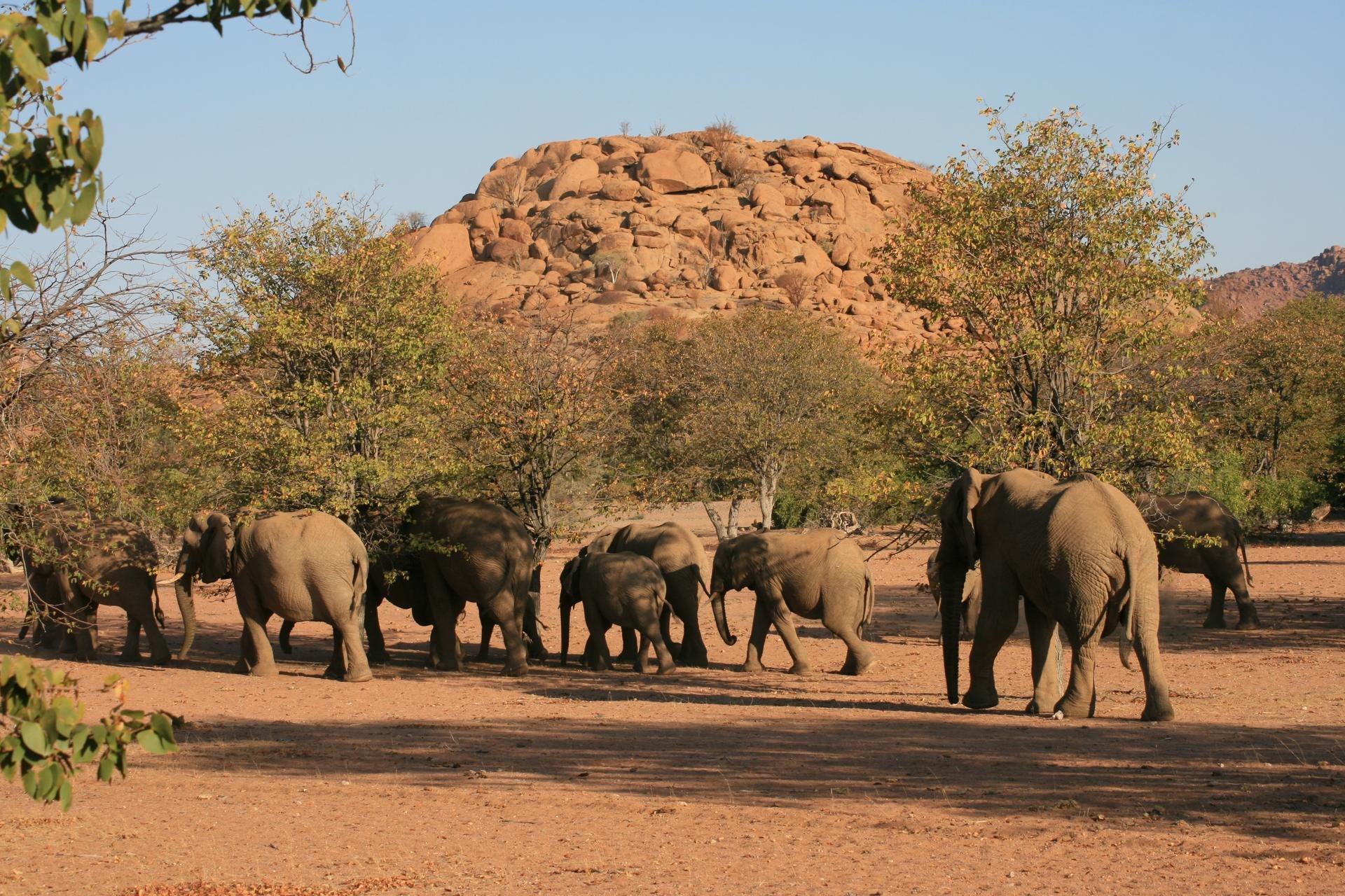 Elephant de Twyfelfontein   Namibie