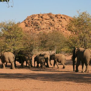 Elephant de Twyfelfontein   Namibie