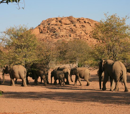 Elephant de Twyfelfontein   Namibie