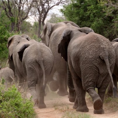 elephant parc kruger afrique du sud