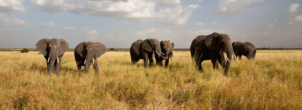 éléphants safari tanzanie