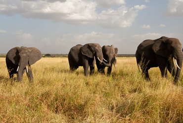 éléphants safari tanzanie