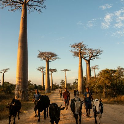 Allée des baobabs à Madagascar