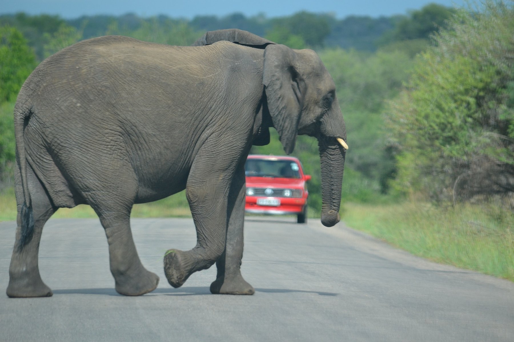 elpehant kruger afrique