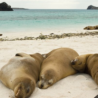 env galapagos 972 505