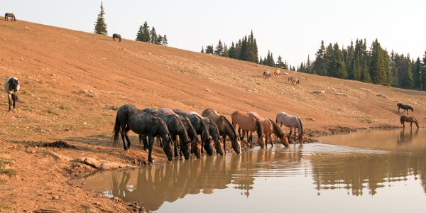 etats unis pryor mountains chevaux sauvages