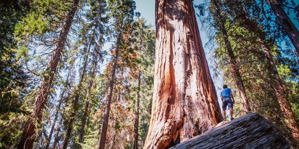 etats unis sequoia national park