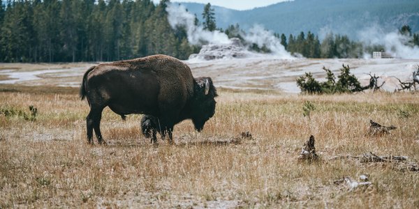 etats unis yellowstone bisons