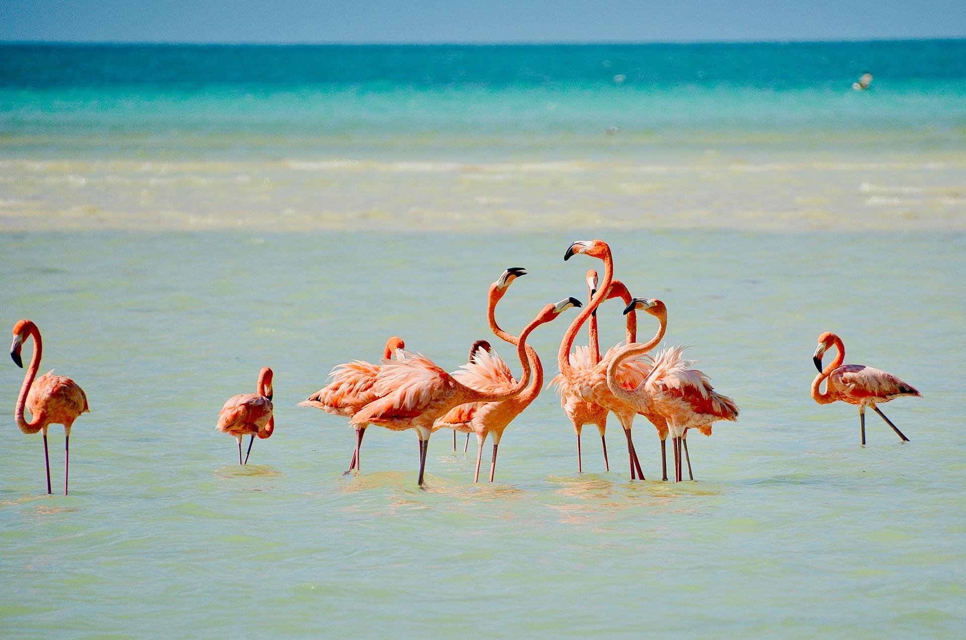 Flamant roses sur l'île d'holbox   mexique