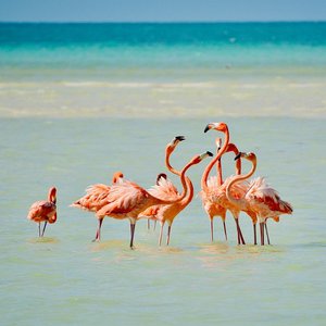 Flamant roses sur l'île d'holbox   mexique