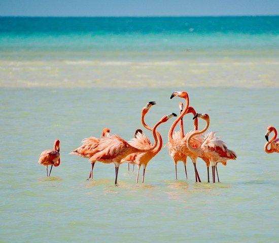 Flamant roses sur l'île d'holbox   mexique