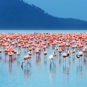 Flamants roses