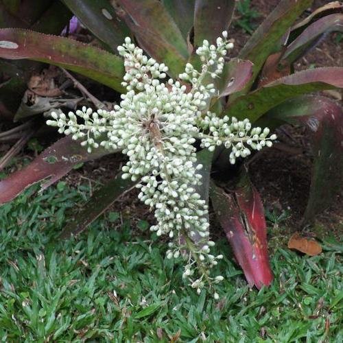 Souvenir du voyage de Nathalie, Costa Rica