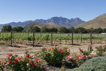 Franschhoek