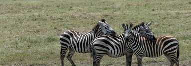 Souvenir du voyage de Elisabeth, Tanzanie