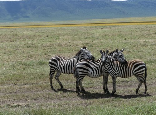 Souvenir du voyage de Elisabeth, Tanzanie