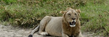 Souvenir du voyage de Elisabeth, Tanzanie