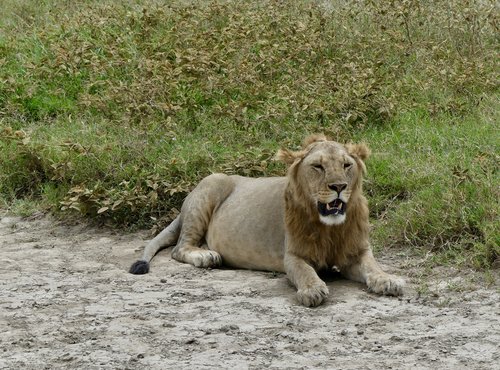 Souvenir du voyage de Elisabeth, Tanzanie