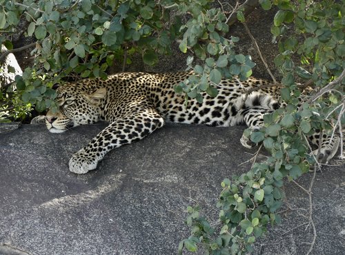 Souvenir du voyage de Elisabeth, Tanzanie