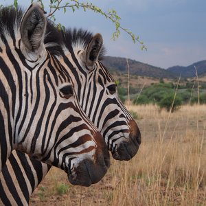 gautend afrique du sud zebres