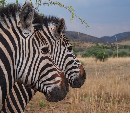 gautend afrique du sud zebres