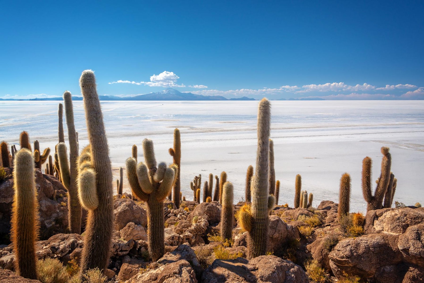 Grand tour de la Bolivie des andes à la jungle