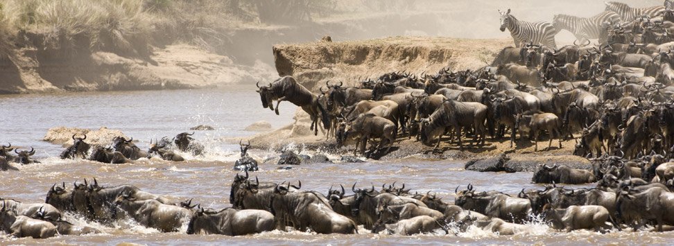 Grande Migration en Tanzanie