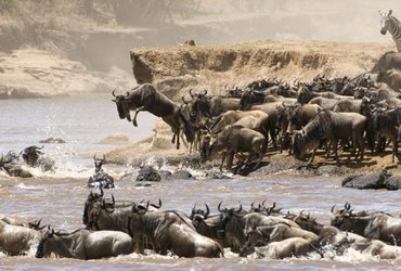 Grande Migration en Tanzanie