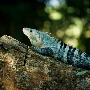 Animal, Guatemala