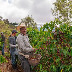 Agriculteurs dans une plantation de café, Jalapa, Guatemala