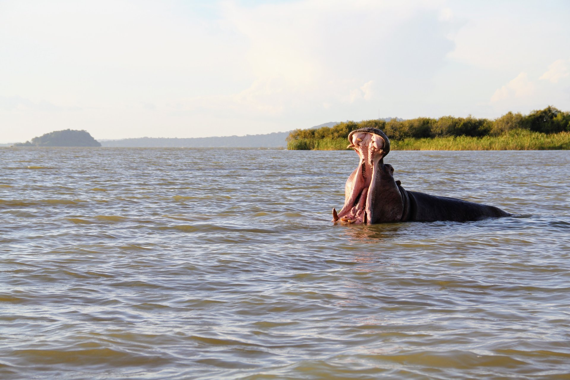 hippopotame dans le lac Tana Ethiopie