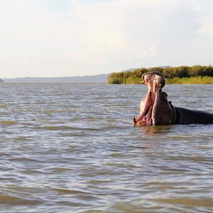 hippopotame dans le lac Tana Ethiopie