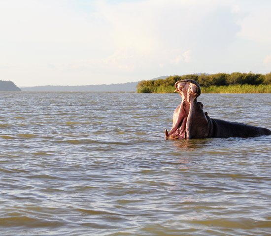 hippopotame dans le lac Tana Ethiopie