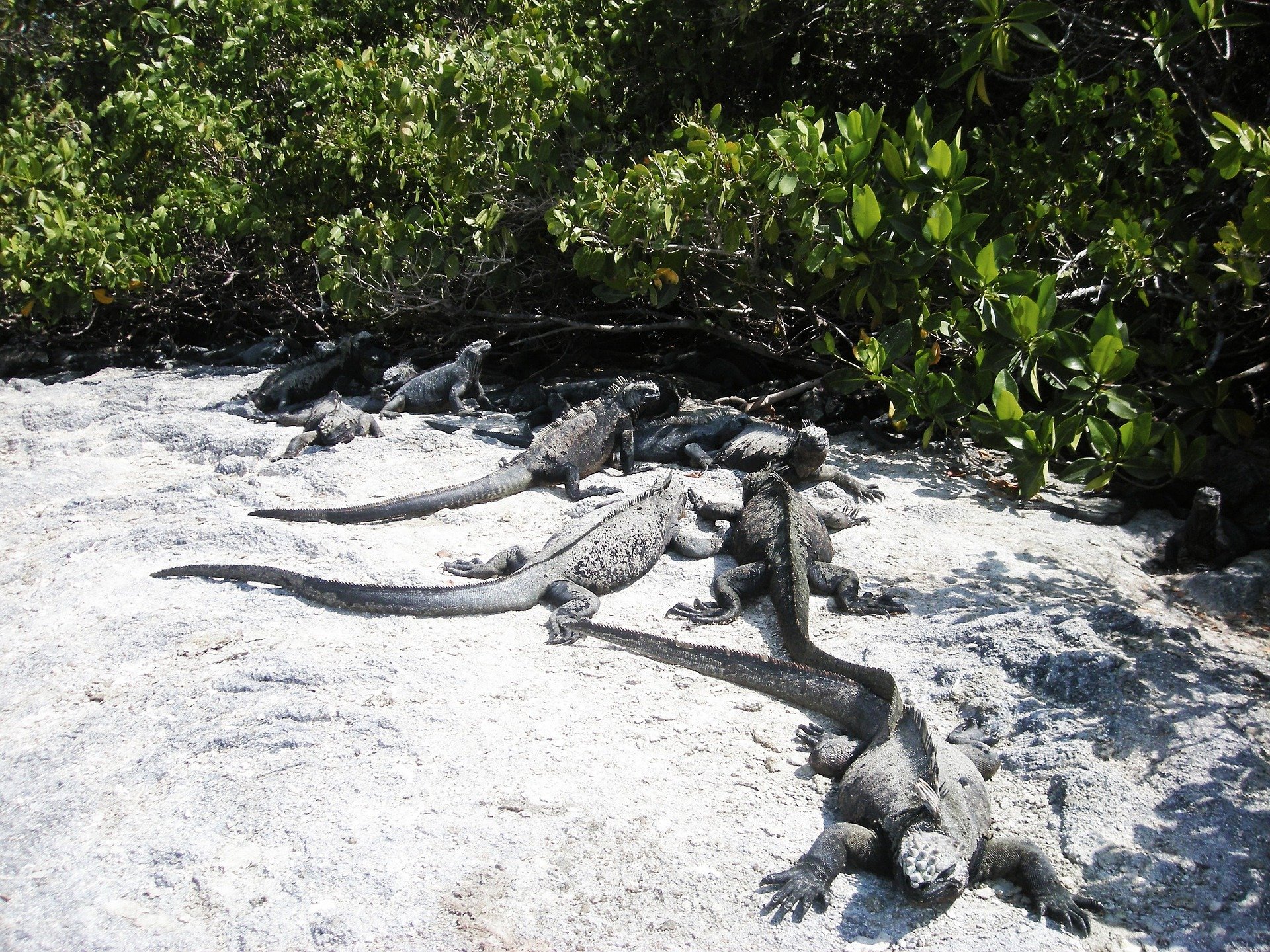 iguanes iles galapagos