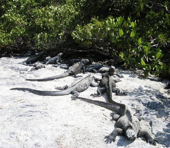 iguanes iles galapagos