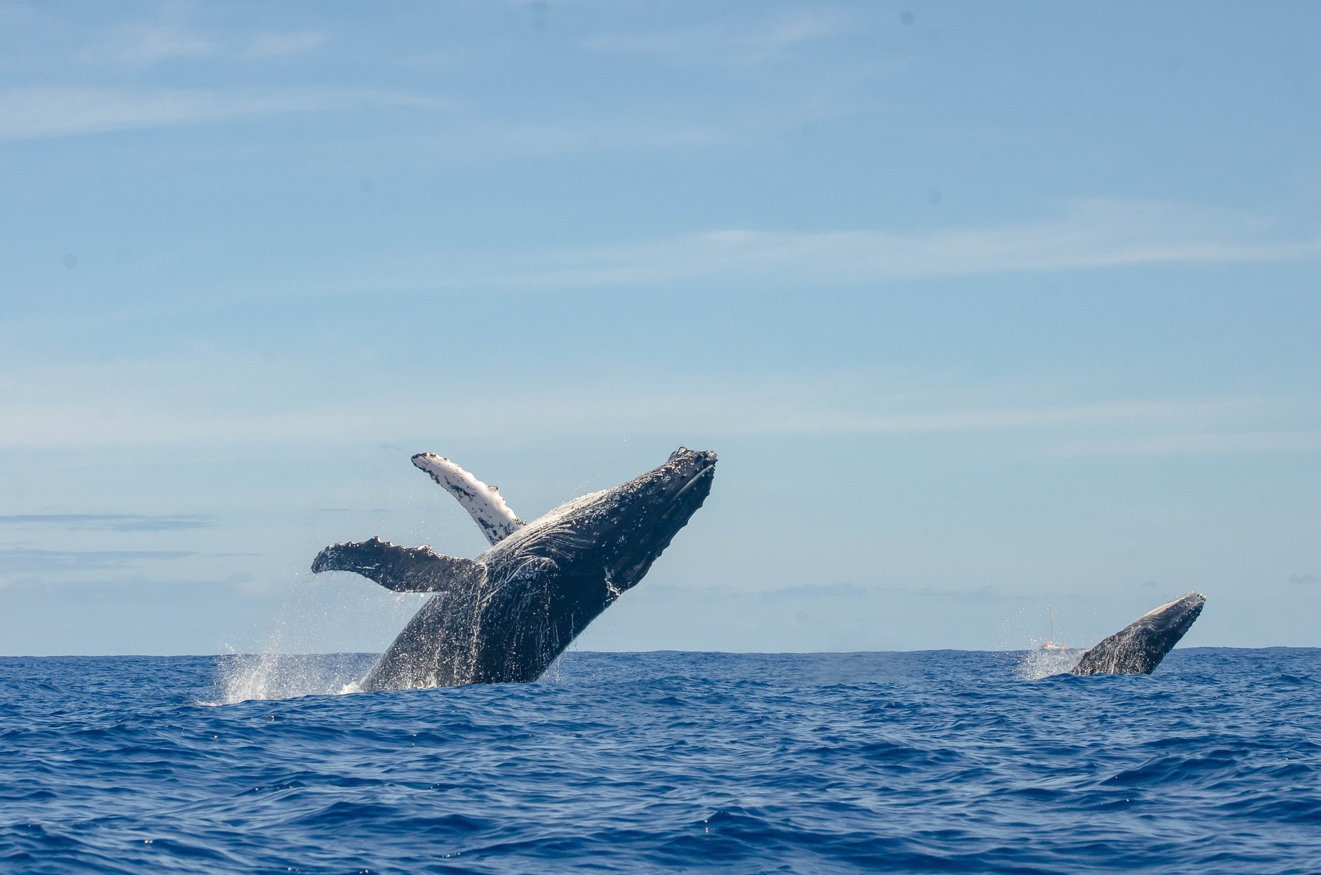 Baleines dans la mer sur l'île de la Réunion