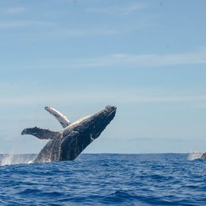 Baleines dans la mer sur l'île de la Réunion