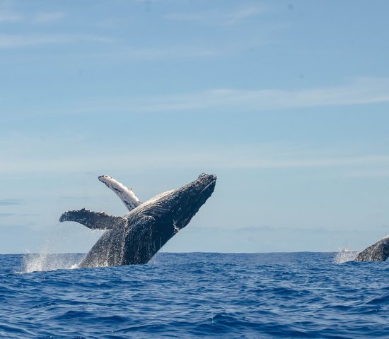 Baleines dans la mer sur l'île de la Réunion