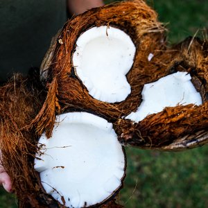 Des noix de coco dans une main, île de la Réunion