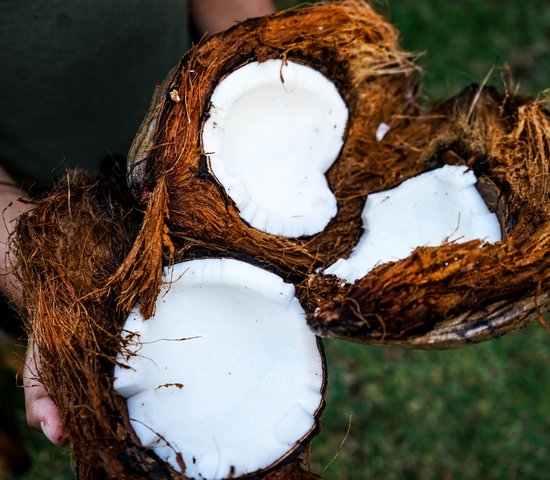 Des noix de coco dans une main, île de la Réunion
